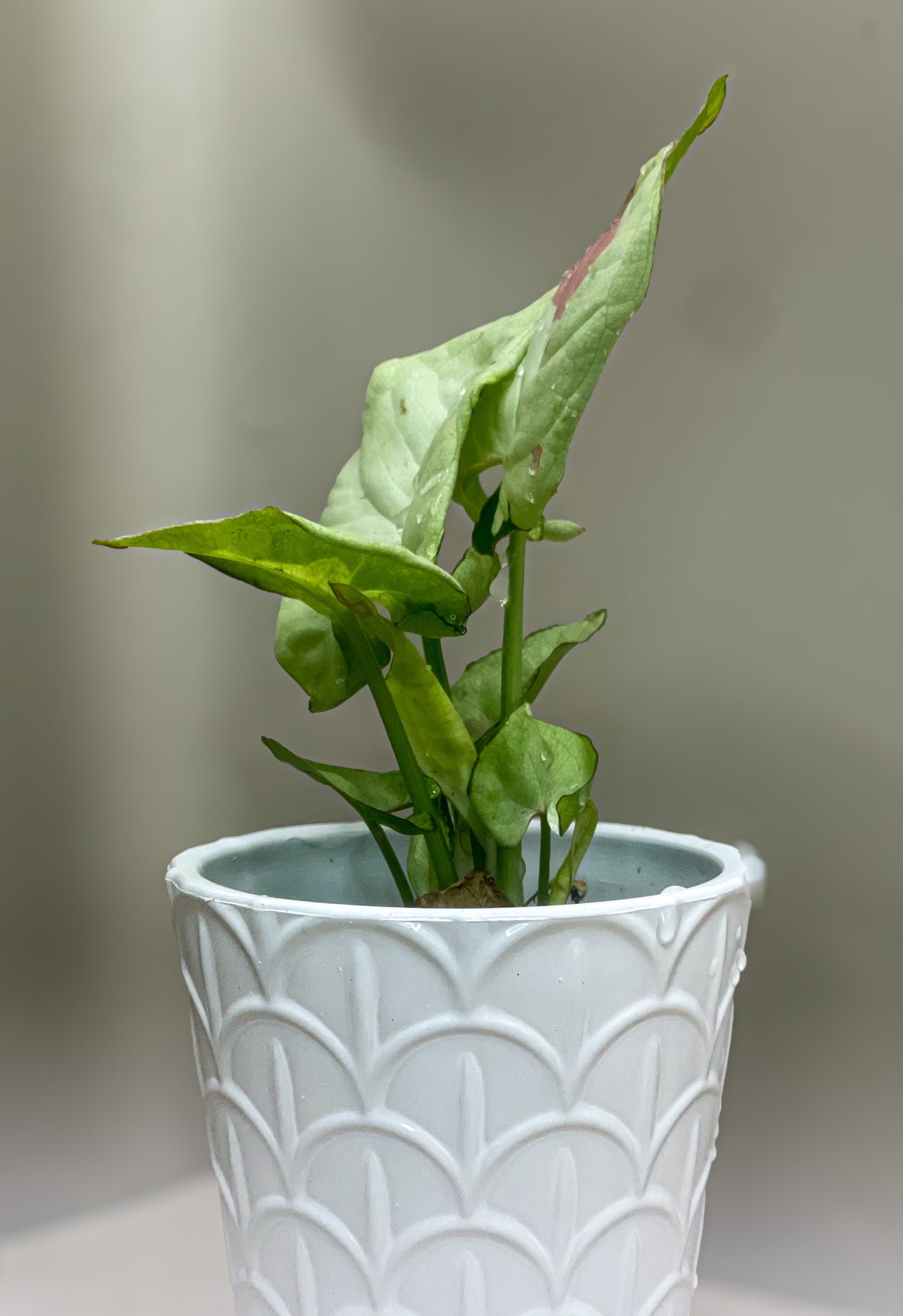 Syngonium Milk Confetti