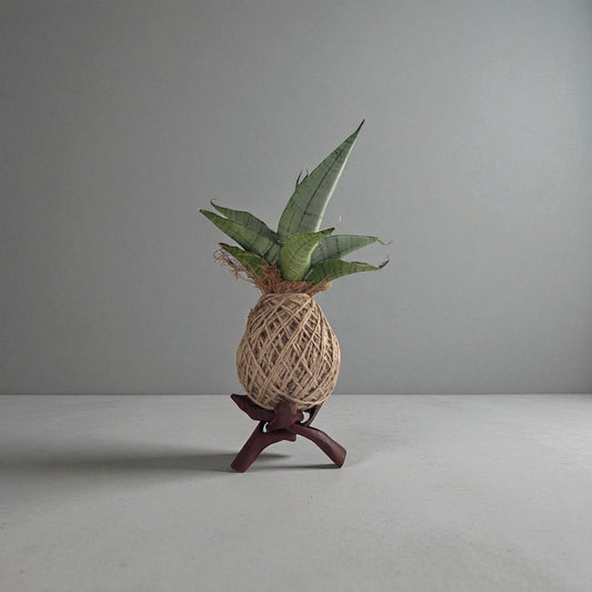 Kokedama Succulent on a Wooden Tripod