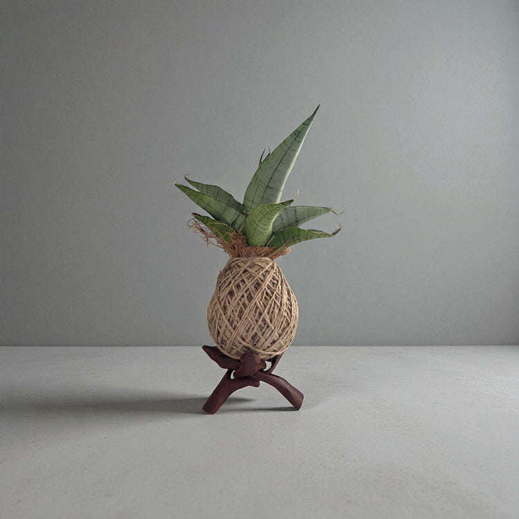 Kokedama's