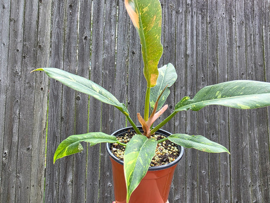 Philodendron Ring of Fire