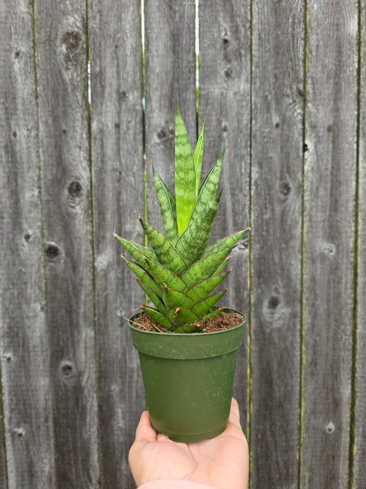 Sansevieria Tower