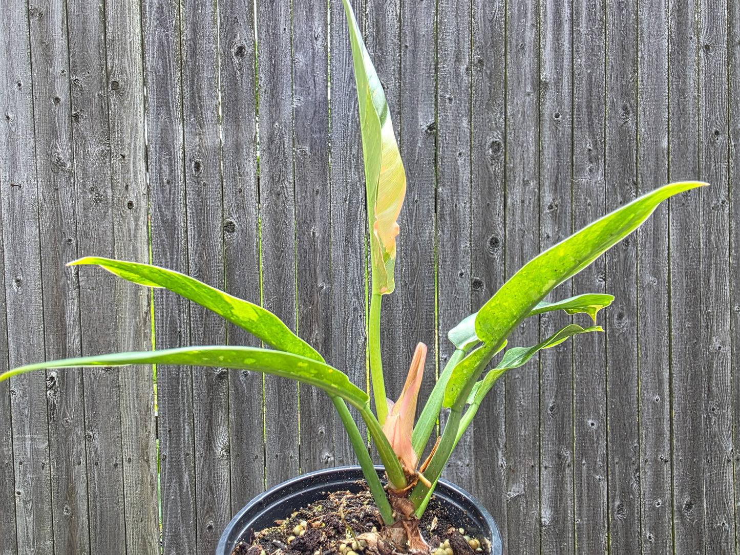 Philodendron Ring of Fire