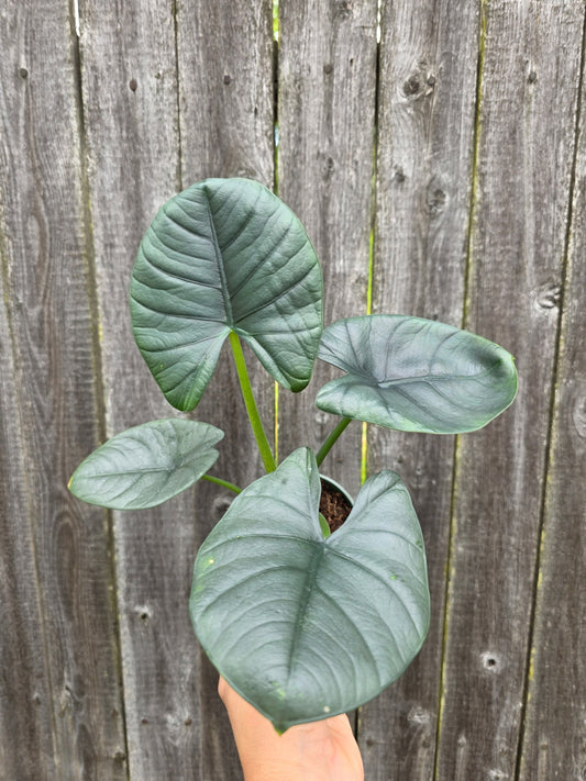 Alocaisia Reginae