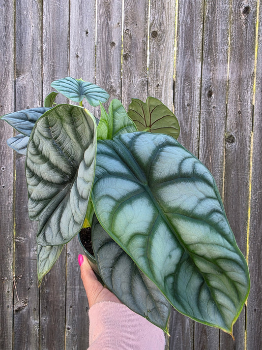 Alocasia Silver Dragon