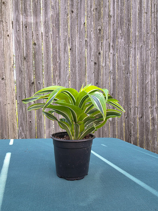 Dracaena Yellow Tornado