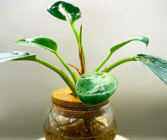Apple Philodendron