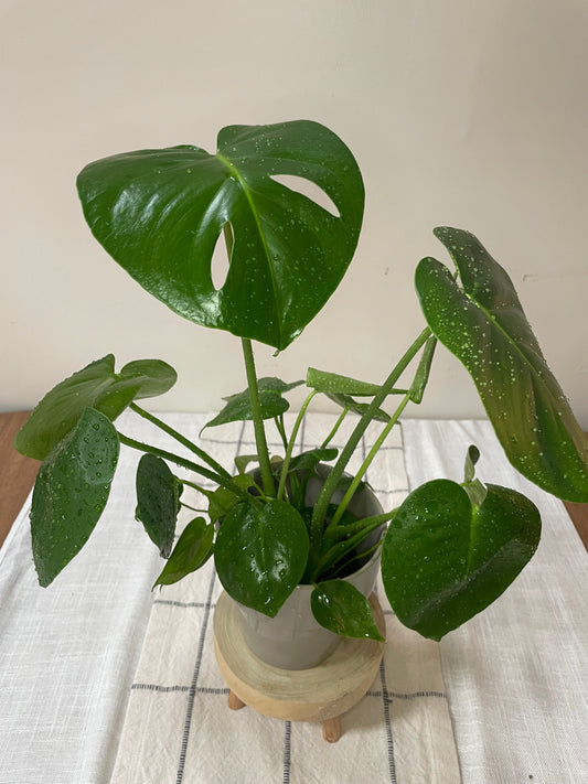 Monstera Deliciosa