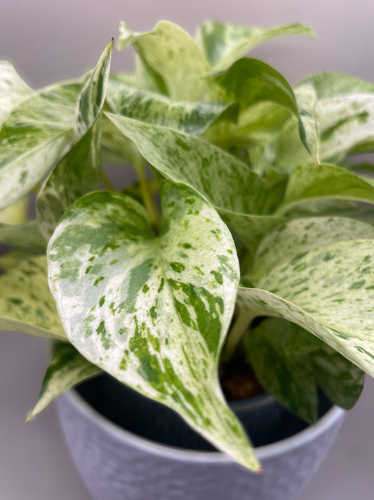 Snow Queen Pothos