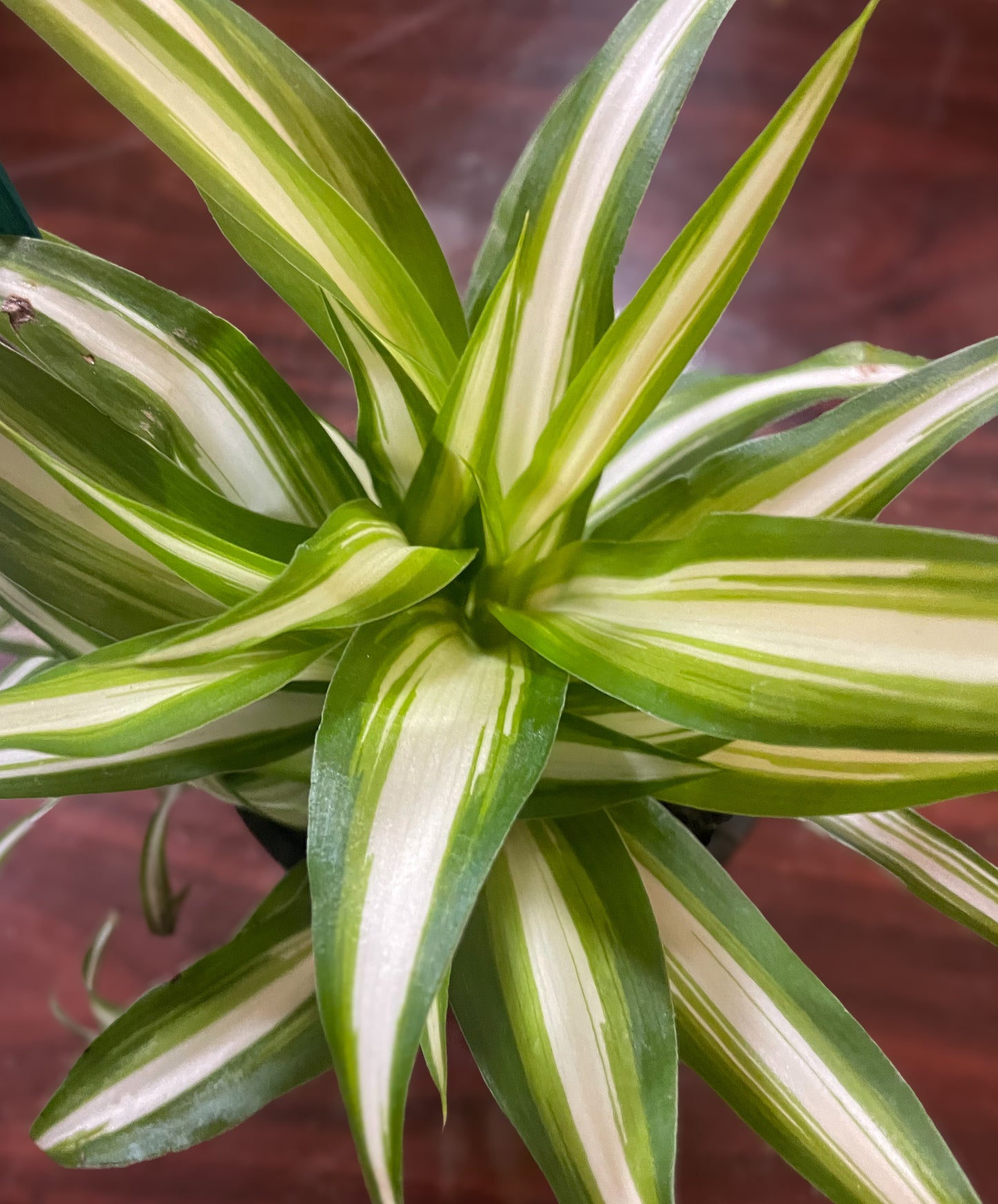 Spider Plant