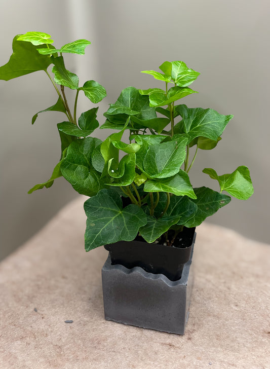 Green Ivy