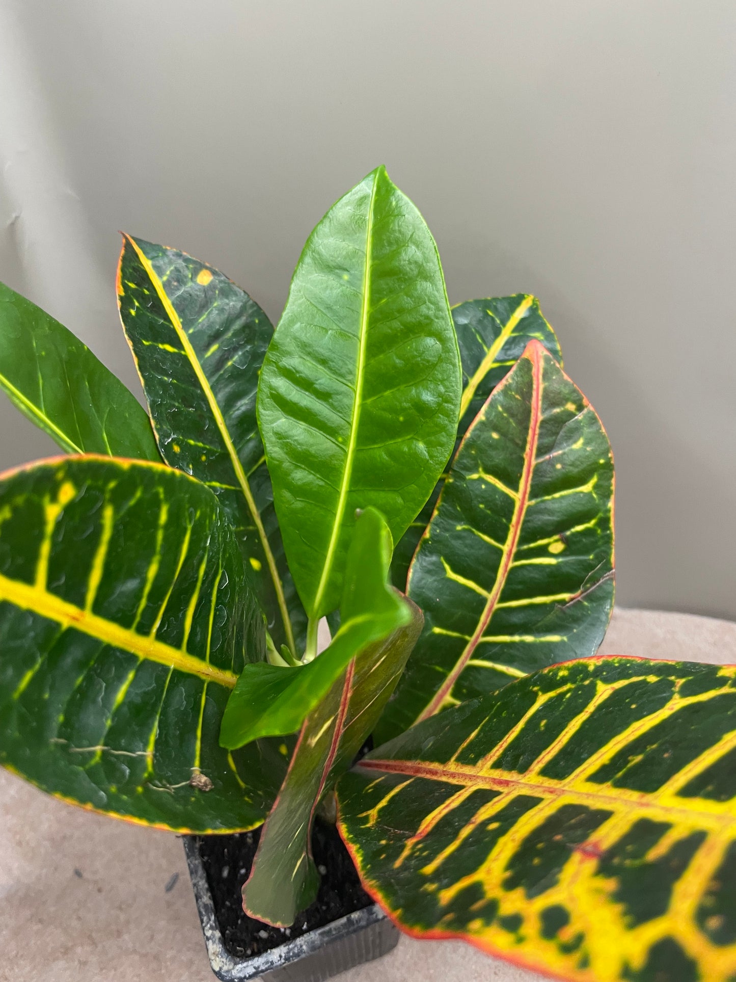 Croton Petra