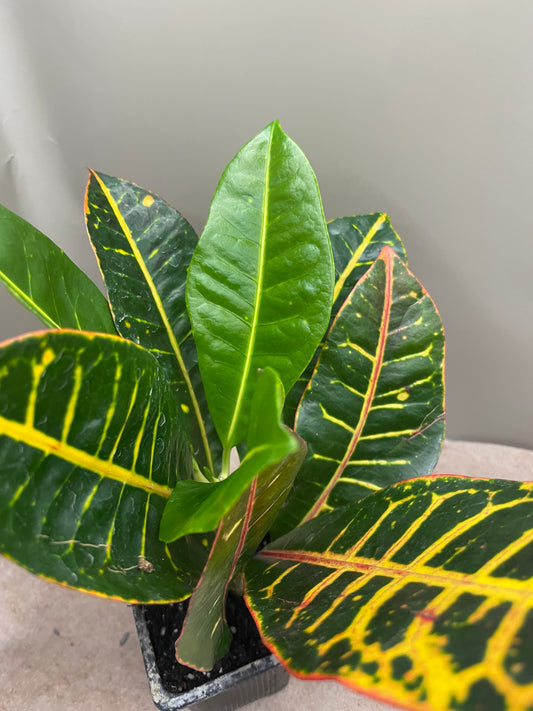 Croton Petra