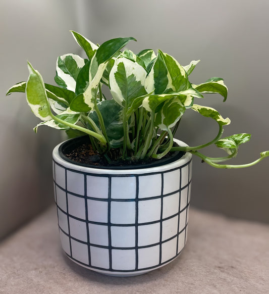 Pearls and Jade Pothos