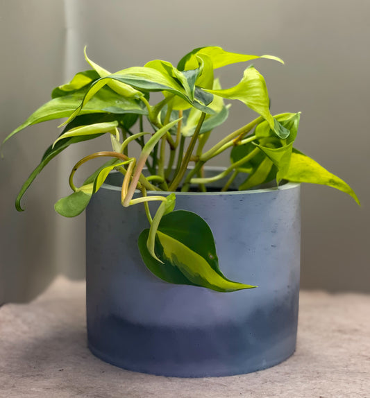 Brasil Philodendron
