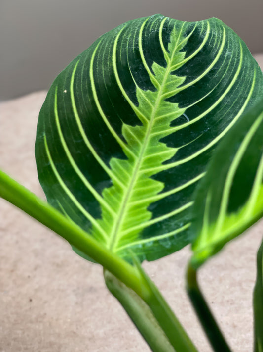 Lemon Maranta (Prayer Plant)