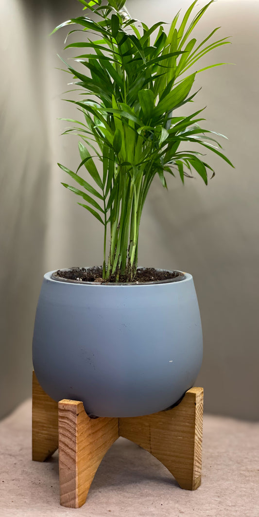 Neanthe Bella Paulour Palm