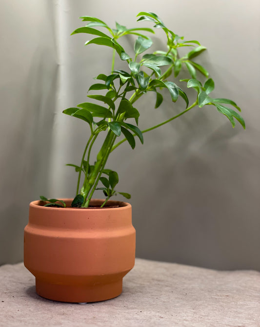 Schefflera Arboricola (Dwarf Umbrella Tree)