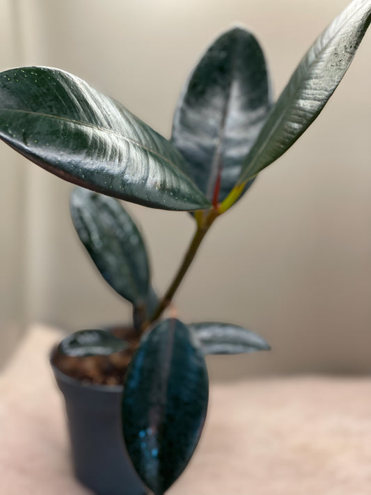 Ficus Burgundy