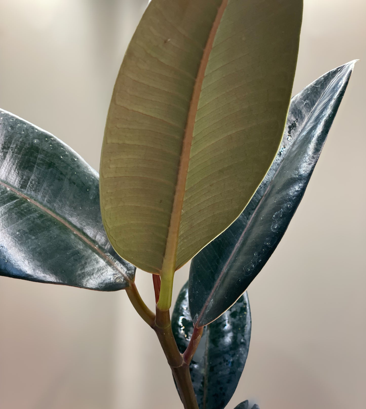 Ficus Burgundy