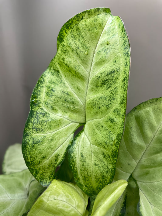 White Butterfly Syngonium