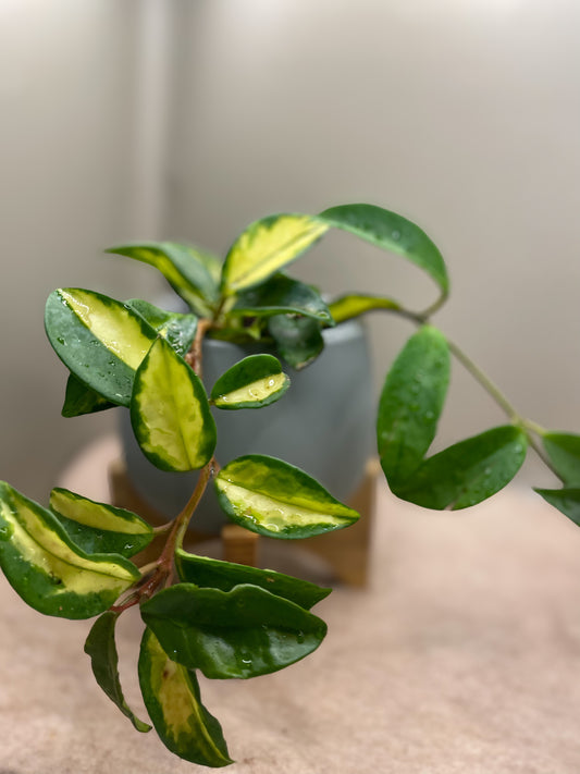 Hoya Tricolor