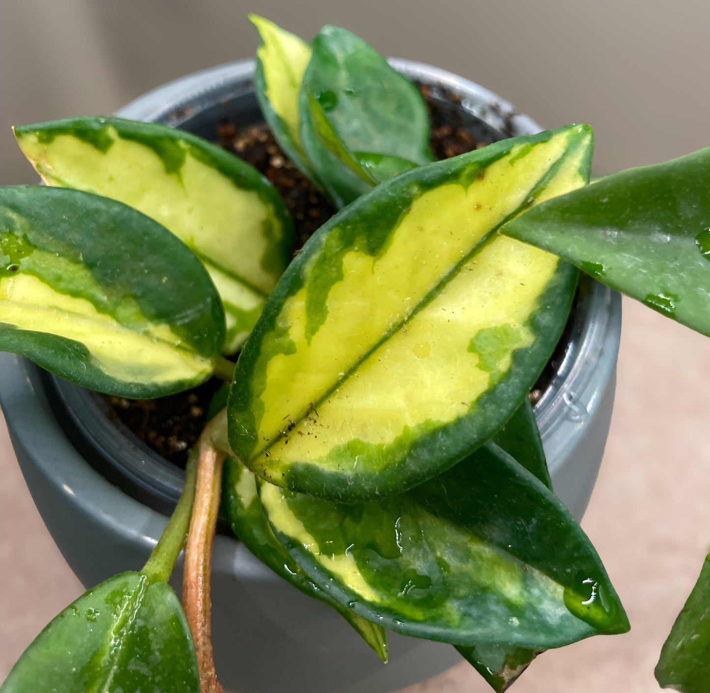 Hoya Tricolor
