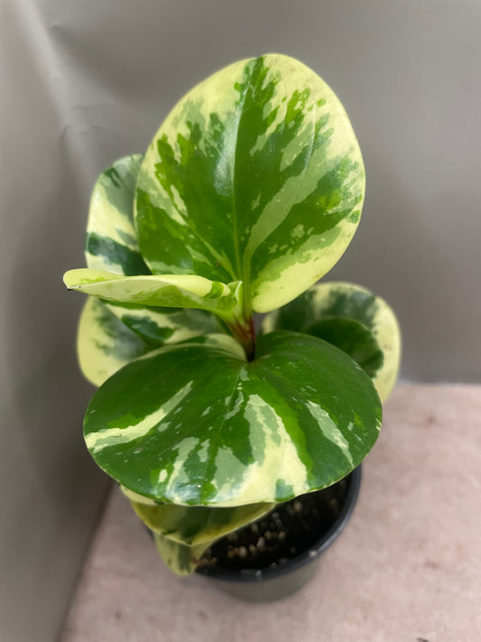 Peperomia Obtusifolia Marble