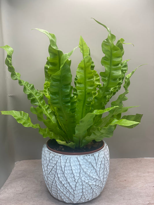Crispy Wave Japanese Asplenium Nidus Fern