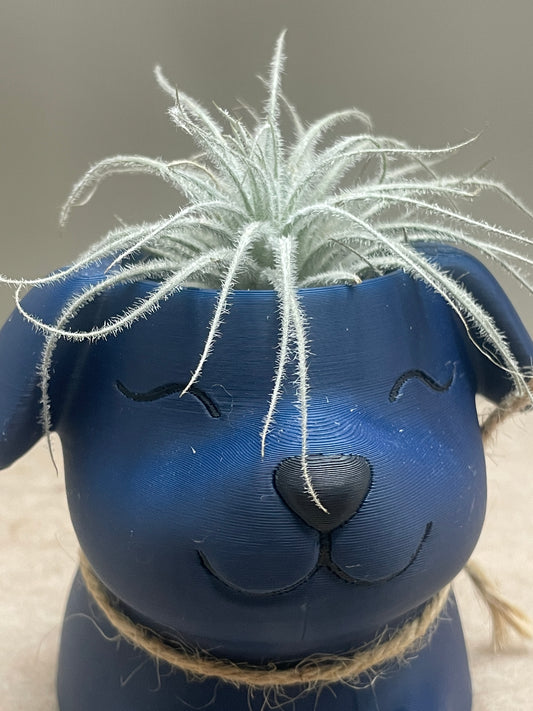 Small Tillandsia Tectorum Ecuador Air Plant