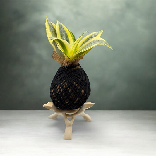 Kokedama Golden Hahnii Sansevieria