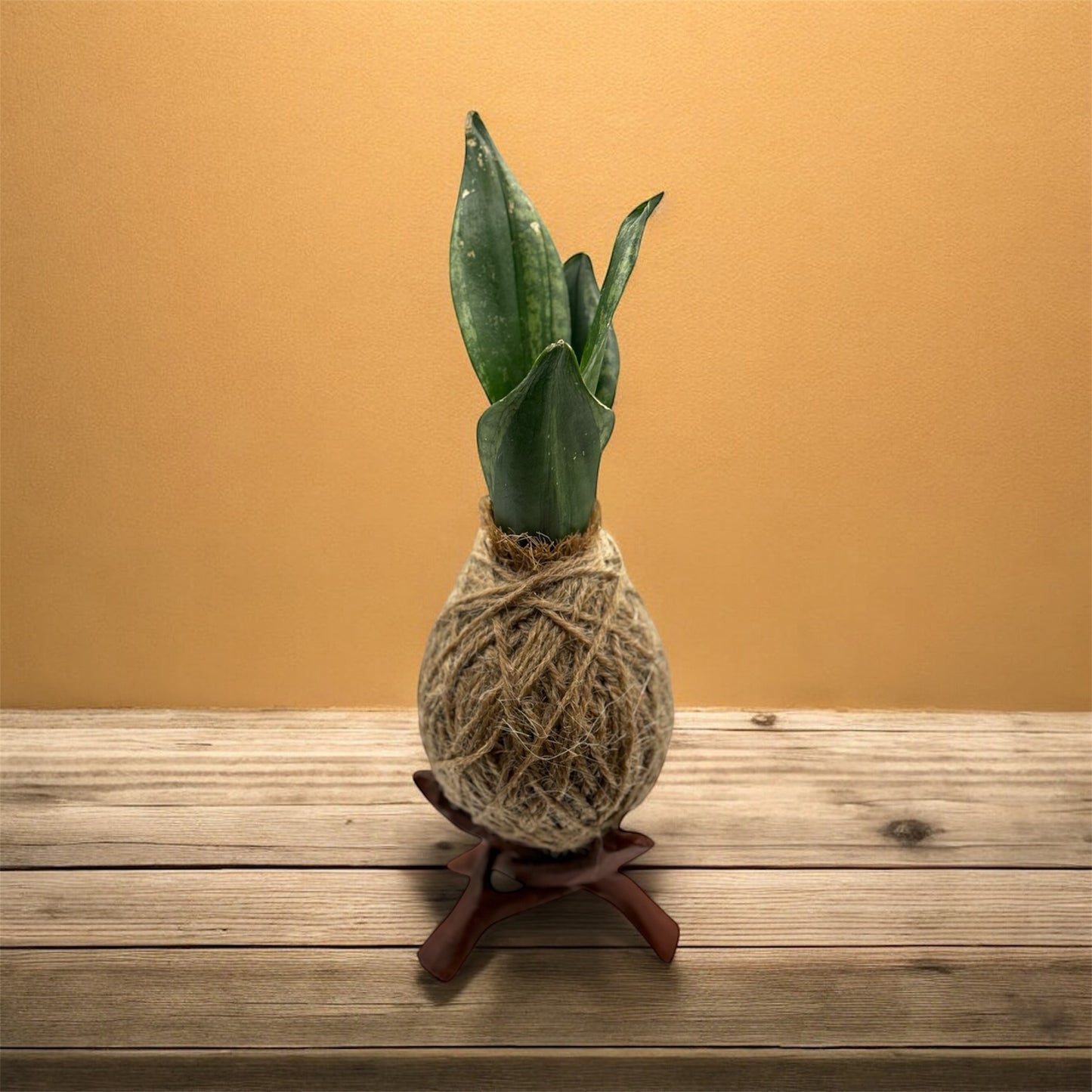 Kokedama Snake Plant