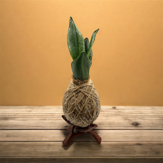 Kokedama Snake Plant