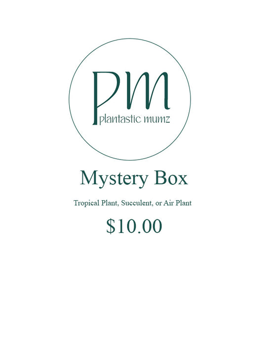 Mystery Box