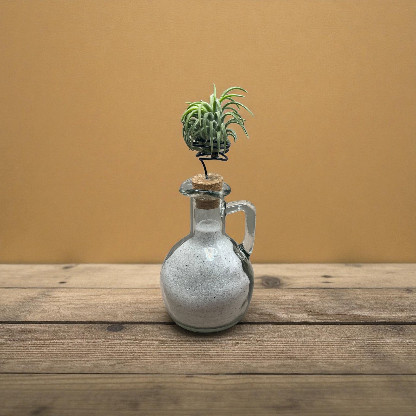 Tillandsia Ionantha Rubra Air Plants on a Cruet