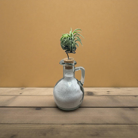 Tillandsia Ionantha Rubra Air Plants on a Cruet