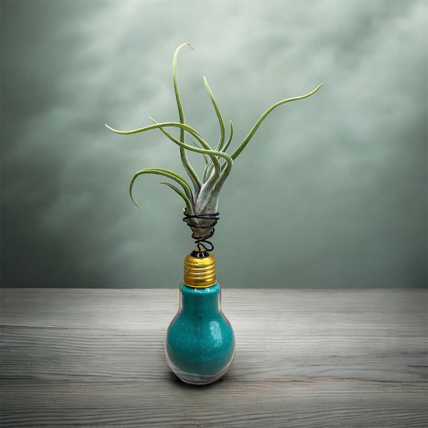 Tillandsia Caput Medusae Air Plant on a Light Bulb (Aqua)