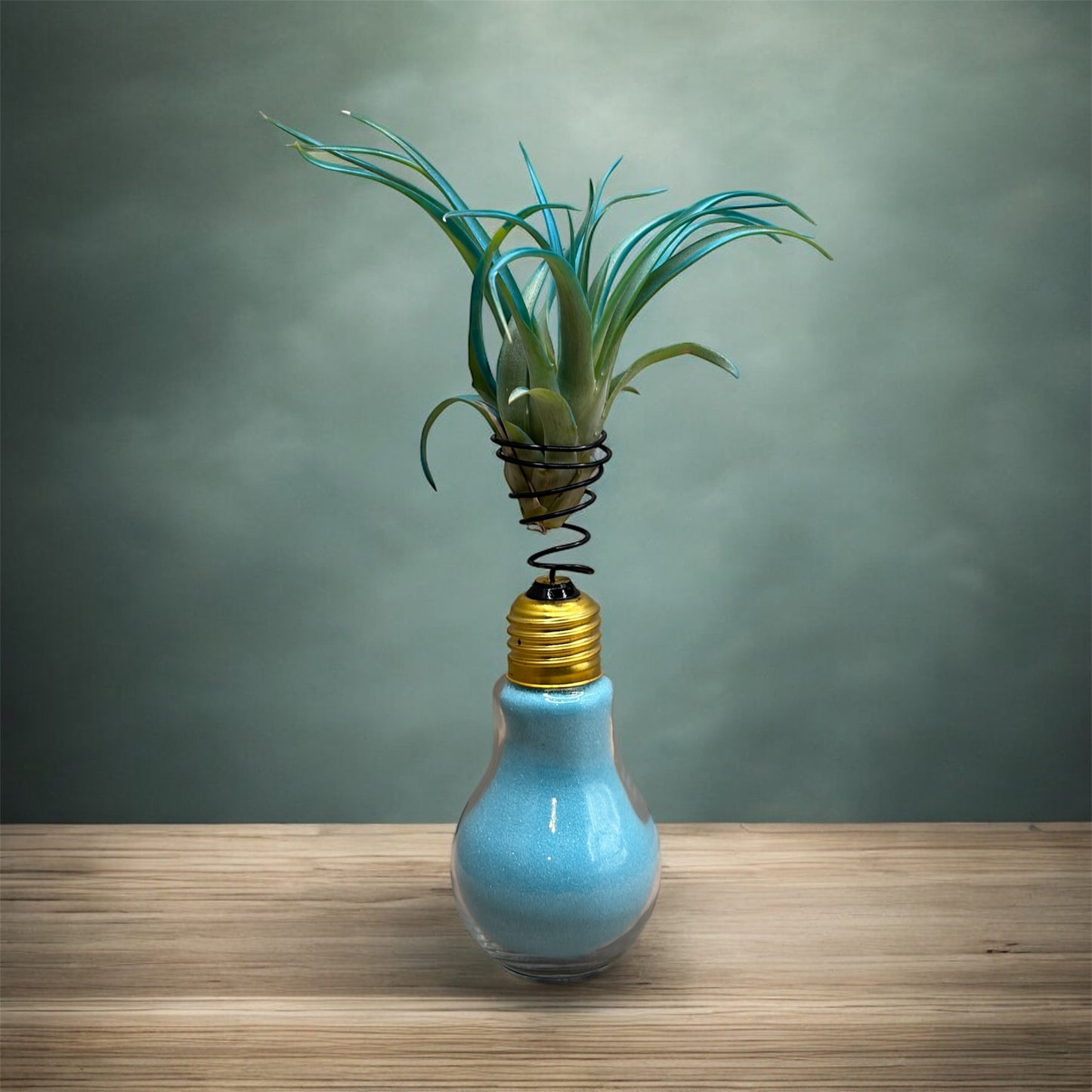 Teal Blue Tillandsia Brachycaulos Air Plant on a Light Bulb (Baby Blue)