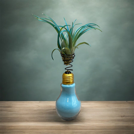 Teal Blue Tillandsia Brachycaulos Air Plant on a Light Bulb (Baby Blue)