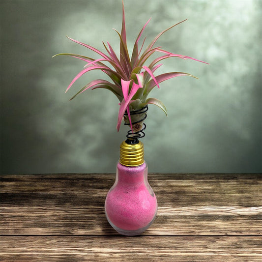 Pink Tillandsia Brachycaulos Air Plant on a Light Bulb (Pink)
